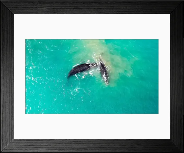 Framed Print : Groups of whales on the beaches of Mar del Plata, Argentina