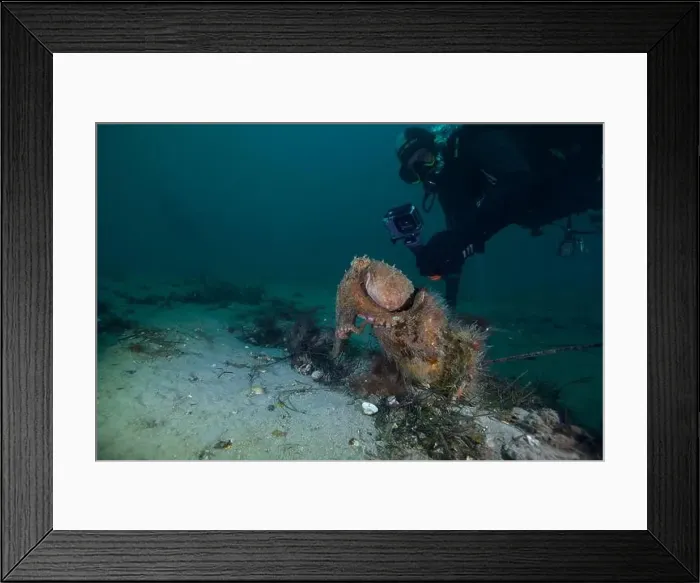 Framed Print : Marine life Of port philip bay, Victoria, Australia Framed Print : Marine life Of port philip bay, Victoria, Australia