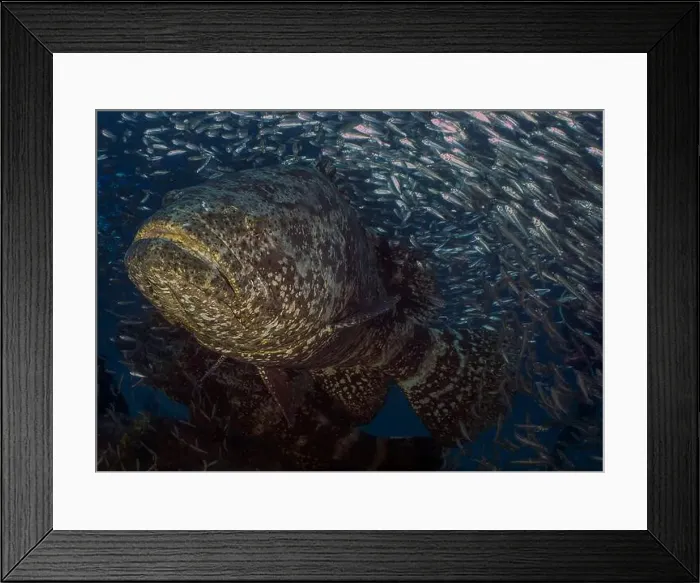 Framed Print : An Atlantic Goliath Grouper (Epinephelus itajara) in Jupiter, Florida, USA Framed Print : An Atlantic Goliath Grouper (Epinephelus itajara) in Jupiter, Florida, USA