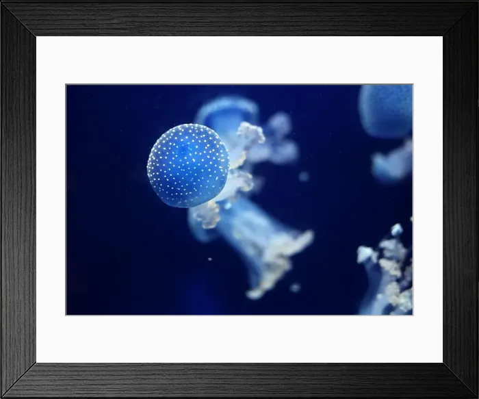 Framed Print : Tropical Jellyfish Phyllorhiza punctata white-spotted jellyfish aka floating bell Framed Print : Tropical Jellyfish Phyllorhiza punctata white-spotted jellyfish aka floating bell