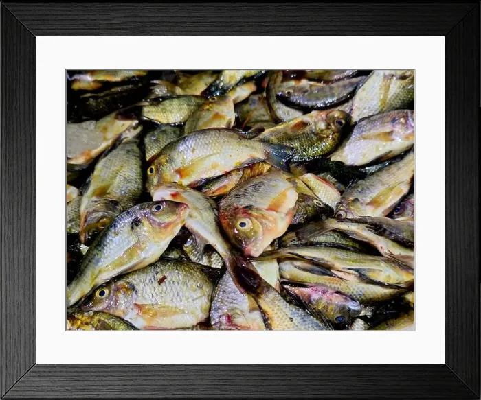 Framed Print : Pile of small raw uncooked tilapia fishes Oreochromis niloticus for sale Framed Print : Pile of small raw uncooked tilapia fishes Oreochromis niloticus for sale