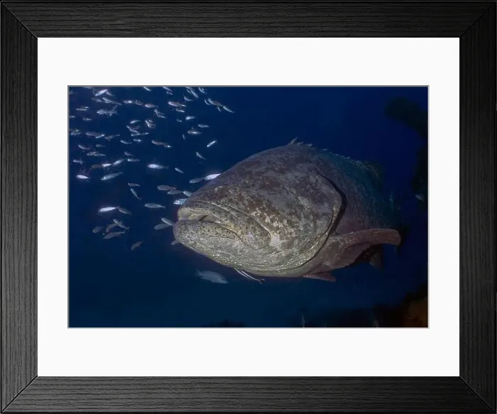 Framed Print : An Atlantic Goliath Grouper (Epinephelus itajara) in Jupiter, Florida, USA Framed Print : An Atlantic Goliath Grouper (Epinephelus itajara) in Jupiter, Florida, USA