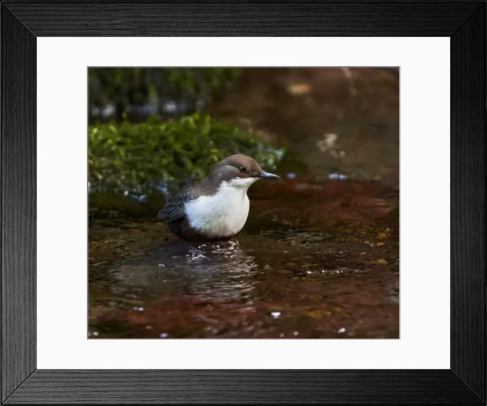 Framed Print : White throated dipper (Cinclus cinclus) in a river, looking for underwater worms or insects Framed Print : White throated dipper (Cinclus cinclus) in a river, looking for underwater worms or insects