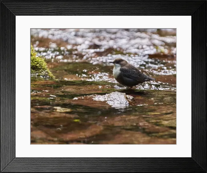 Framed Print : White throated dipper (Cinclus cinclus) in a river, looking for underwater worms or insects Framed Print : White throated dipper (Cinclus cinclus) in a river, looking for underwater worms or insects