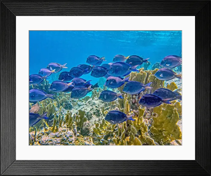 Framed Print : Acanthurus coeruleus is a species of marine ray-finned fish belonging to the family Acanthuridae Framed Print : Acanthurus coeruleus is a species of marine ray-finned fish belonging to the family Acanthuridae