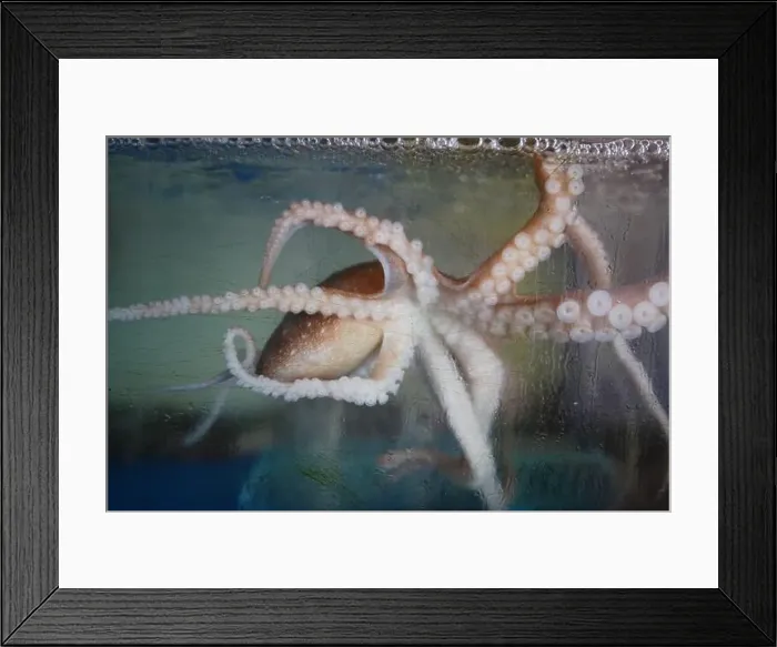 Framed Print : Octopus in an aquarium, close-up of octopus tentacles Framed Print : Octopus in an aquarium, close-up of octopus tentacles