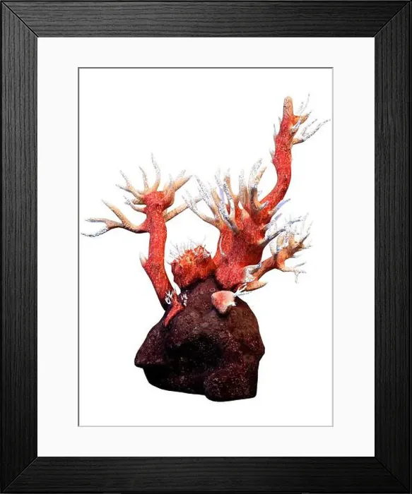 Framed Print : 3D rendering of a red octocorallia coral isolated on white background Framed Print : 3D rendering of a red octocorallia coral isolated on white background