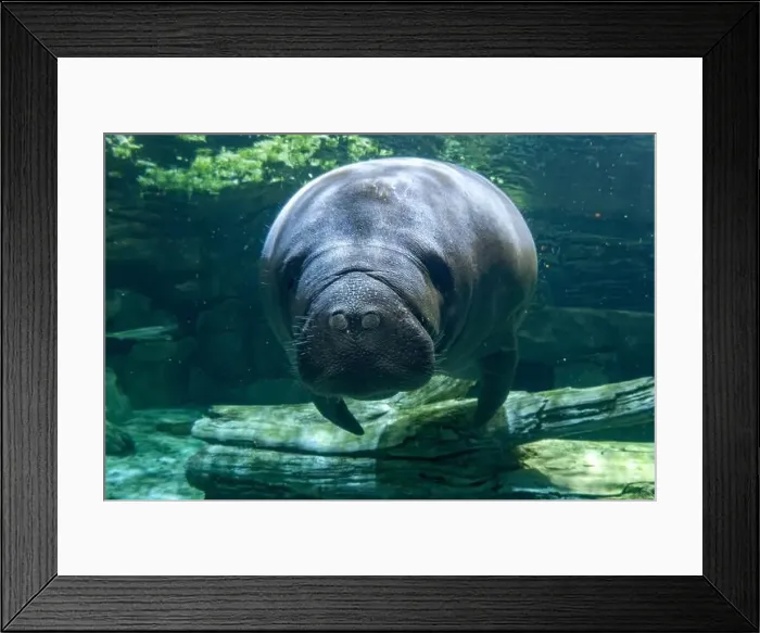 Framed Print : manatee underwater looking at you close up Framed Print : manatee underwater looking at you close up