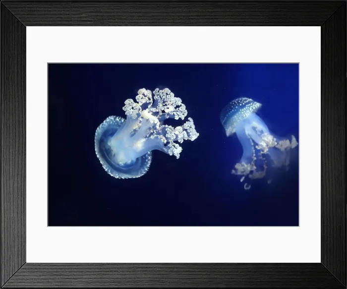 Framed Print : Tropical Jellyfish Phyllorhiza punctata white-spotted jellyfish aka floating bell Framed Print : Tropical Jellyfish Phyllorhiza punctata white-spotted jellyfish aka floating bell