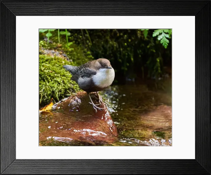 Framed Print : White throated dipper (Cinclus cinclus) in a river, looking for underwater worms or insects Framed Print : White throated dipper (Cinclus cinclus) in a river, looking for underwater worms or insects