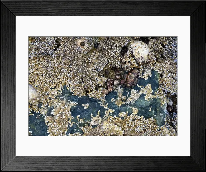 Framed Print : Seashells embedded in stone