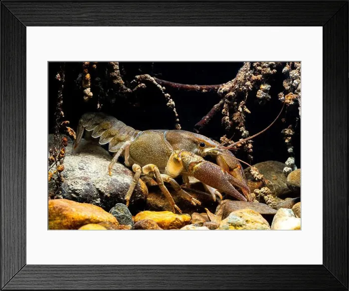 Framed Print : A vivid depiction of Austropotamobius pallipes Framed Print : A vivid depiction of Austropotamobius pallipes