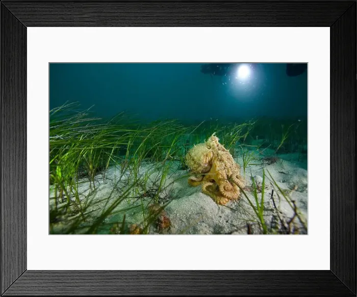 Framed Print : Marine life Of port philip bay, Victoria, Australia Framed Print : Marine life Of port philip bay, Victoria, Australia