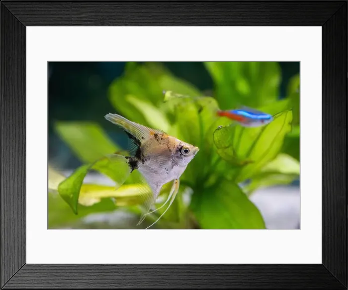 Framed Print : Closeup of small scalaria fish in an aquarium with green plants Framed Print : Closeup of small scalaria fish in an aquarium with green plants
