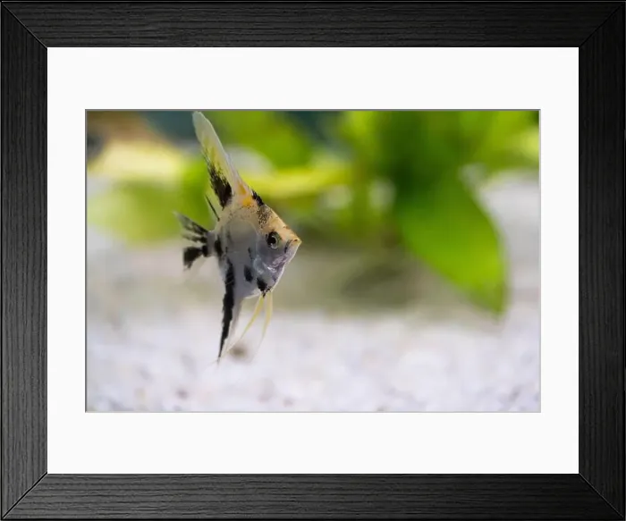Framed Print : Closeup of rockfish, fish in tropical freshwater aquarium with space to copy Framed Print : Closeup of rockfish, fish in tropical freshwater aquarium with space to copy