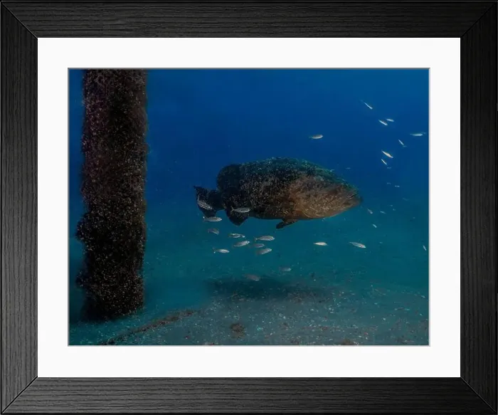 Framed Print : An Atlantic Goliath Grouper (Epinephelus itajara) in Jupiter, Florida, USA