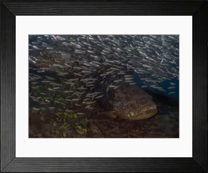 Framed Print : An Atlantic Goliath Grouper (Epinephelus itajara) in Jupiter, Florida, USA Framed Print : An Atlantic Goliath Grouper (Epinephelus itajara) in Jupiter, Florida, USA