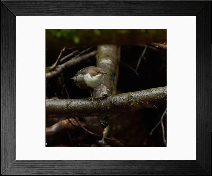 Framed Print : White throated dipper (Cinclus cinclus) in a river, looking for underwater worms or insects Framed Print : White throated dipper (Cinclus cinclus) in a river, looking for underwater worms or insects