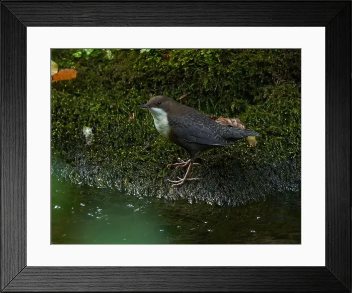 Framed Print : White throated dipper (Cinclus cinclus) in a river, looking for underwater worms or insects Framed Print : White throated dipper (Cinclus cinclus) in a river, looking for underwater worms or insects