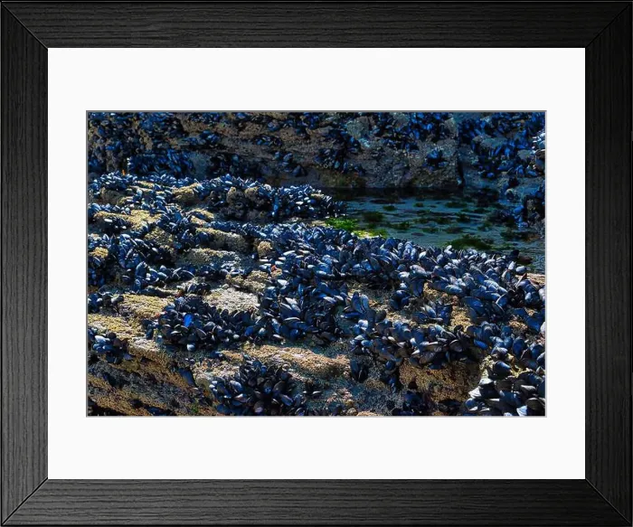 Framed Print : A rocky shoreline covered with clusters of blue-black mussels Framed Print : A rocky shoreline covered with clusters of blue-black mussels