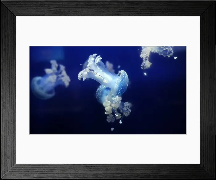 Framed Print : Tropical Jellyfish Phyllorhiza punctata white-spotted jellyfish aka floating bell Framed Print : Tropical Jellyfish Phyllorhiza punctata white-spotted jellyfish aka floating bell