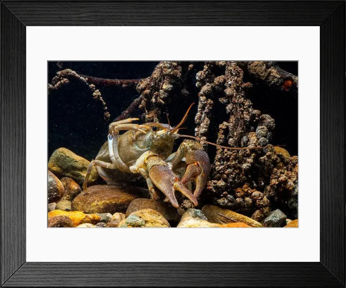 Framed Print : A detailed image capturing a European freshwater crayfish Framed Print : A detailed image capturing a European freshwater crayfish