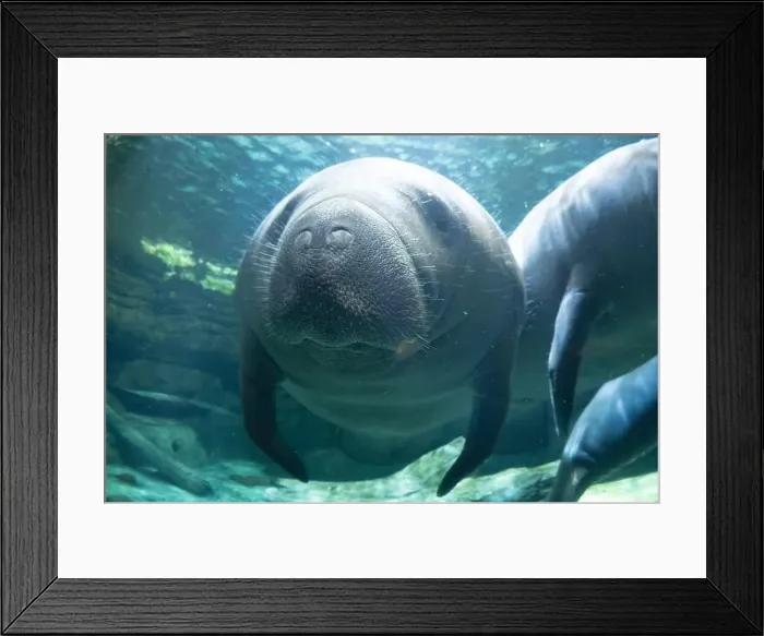 Framed Print : manatee underwater looking at you close up Framed Print : manatee underwater looking at you close up