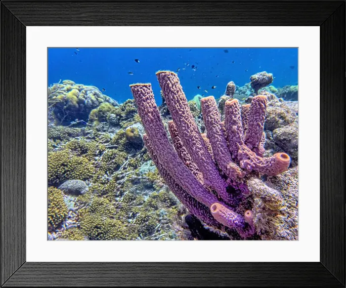 Framed Print : Caribbean coral reef off the coast of the island of Bonaire Framed Print : Caribbean coral reef off the coast of the island of Bonaire