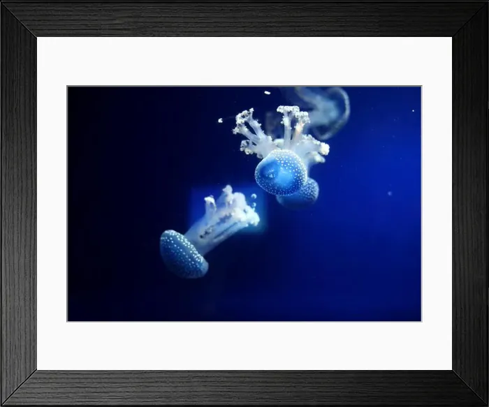 Framed Print : Tropical Jellyfish Phyllorhiza punctata white-spotted jellyfish aka floating bell Framed Print : Tropical Jellyfish Phyllorhiza punctata white-spotted jellyfish aka floating bell