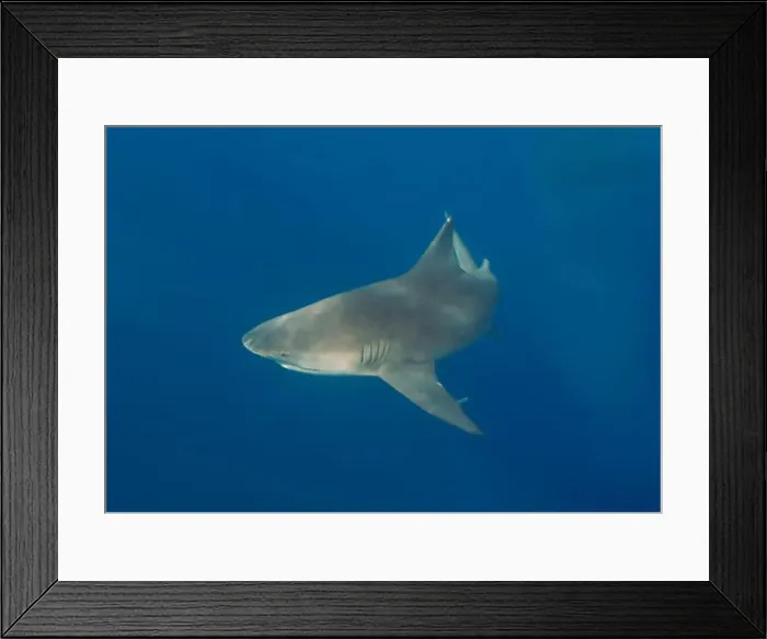 Framed Print : Bull Shark (Carcharhinus leucas) in Jupiter, Florida, USA Framed Print : Bull Shark (Carcharhinus leucas) in Jupiter, Florida, USA