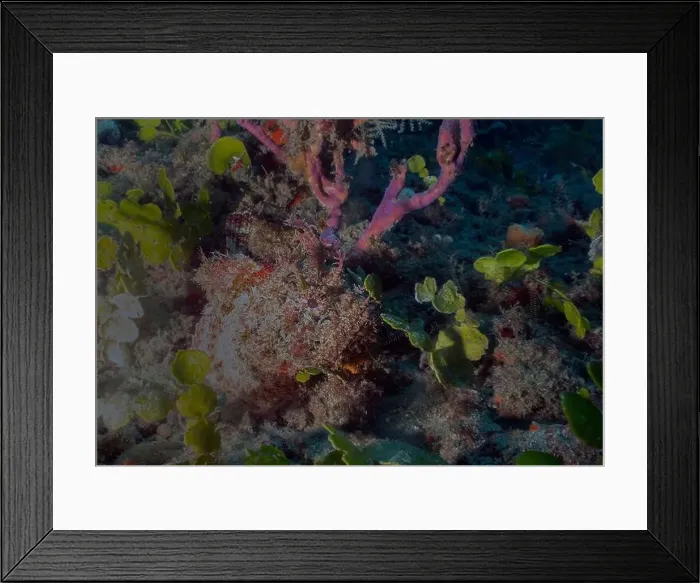 Framed Print : A Plumed Scorpionfish (Scorpaena grandicornis) in Florida, USA Framed Print : A Plumed Scorpionfish (Scorpaena grandicornis) in Florida, USA