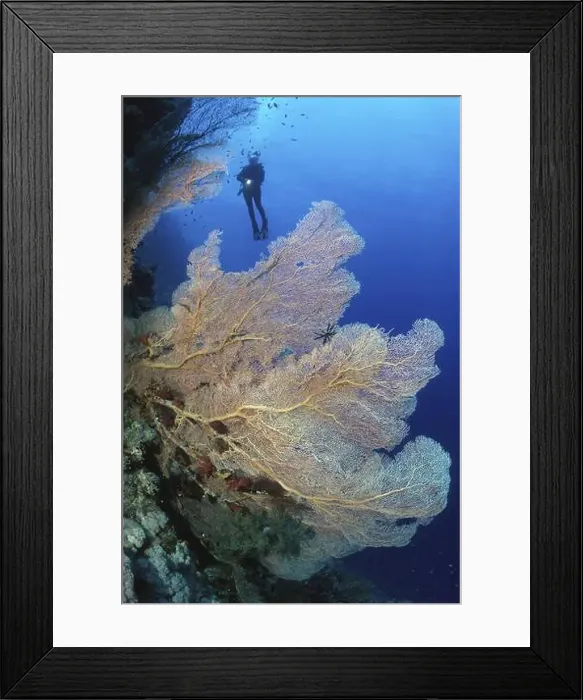 Framed Print : Fan coral (Annella mollis) synonym (Subergorgia mollis) in the background Silhoette of Taucher, Red Sea, Egypt, Africa Framed Print : Fan coral (Annella mollis) synonym (Subergorgia mollis) in the background Silhoette of Taucher, Red Sea, Egypt, Africa