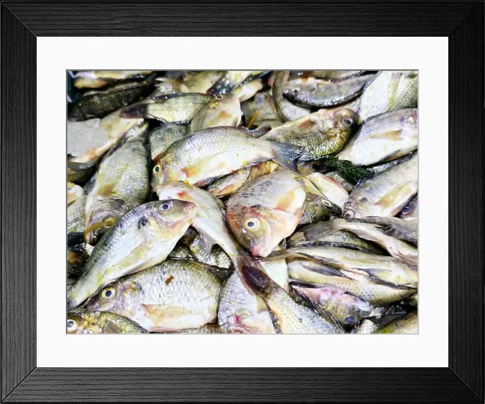 Framed Print : Pile of small raw uncooked tilapia fishes Oreochromis niloticus for sale Framed Print : Pile of small raw uncooked tilapia fishes Oreochromis niloticus for sale