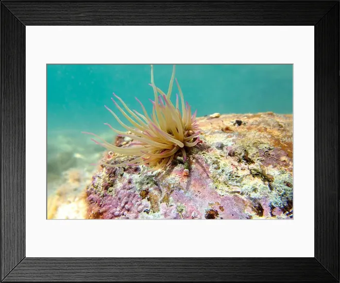 Framed Print : Mediterranean snakelocks sea anemone - Anemonia sulcata Framed Print : Mediterranean snakelocks sea anemone - Anemonia sulcata