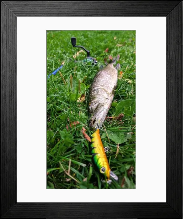 Framed Print : Fish pike caught on lure and fishing rod in Corrib river at Galway Framed Print : Fish pike caught on lure and fishing rod in Corrib river at Galway