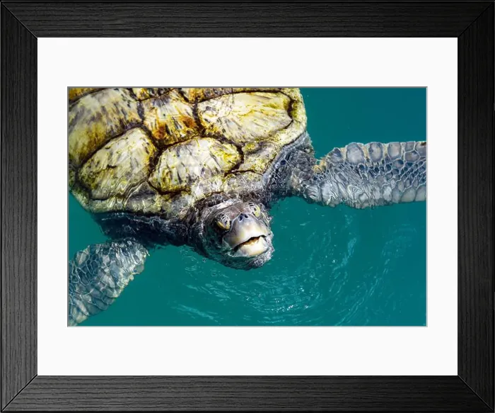 Framed Print : A Green Sea Turtle (Chelonia mydas) coming up for air and looking at the camera Framed Print : A Green Sea Turtle (Chelonia mydas) coming up for air and looking at the camera