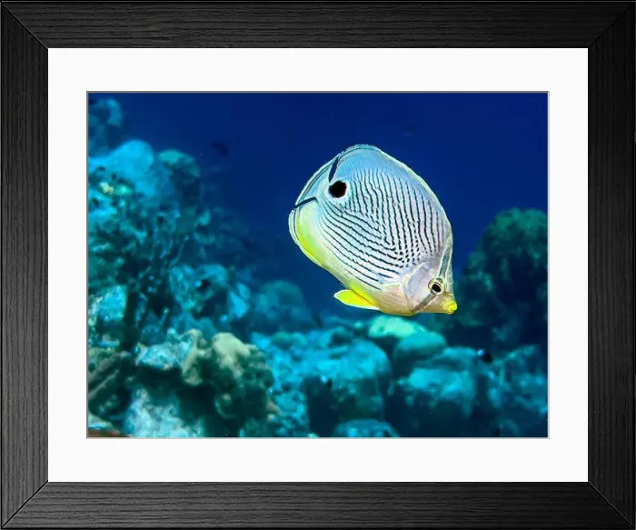 Framed Print : foureye butterflyfish, Chaetodon capistratus is a butterflyfish, family Chaetodontidae Framed Print : foureye butterflyfish, Chaetodon capistratus is a butterflyfish, family Chaetodontidae