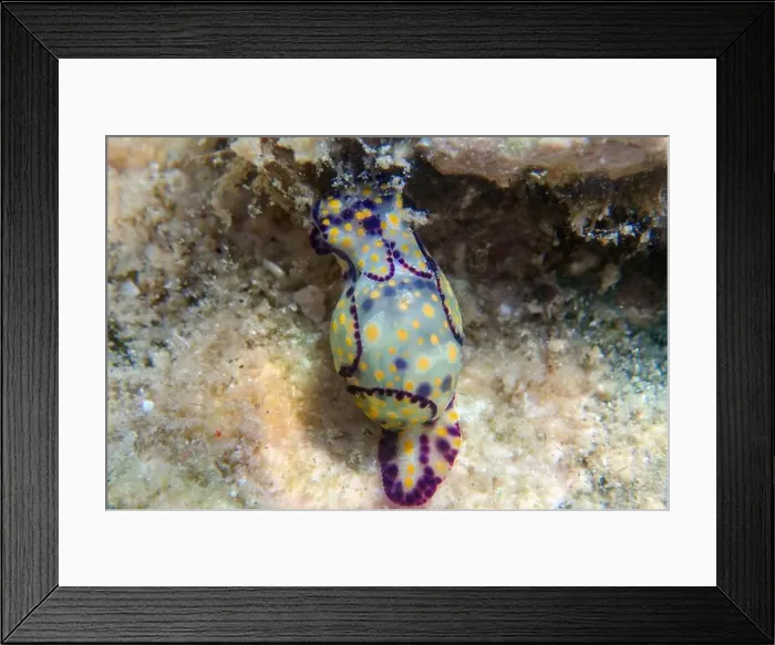 Framed Print : Colorful sea bubble snail - Haminoea cyanocaudata Framed Print : Colorful sea bubble snail - Haminoea cyanocaudata