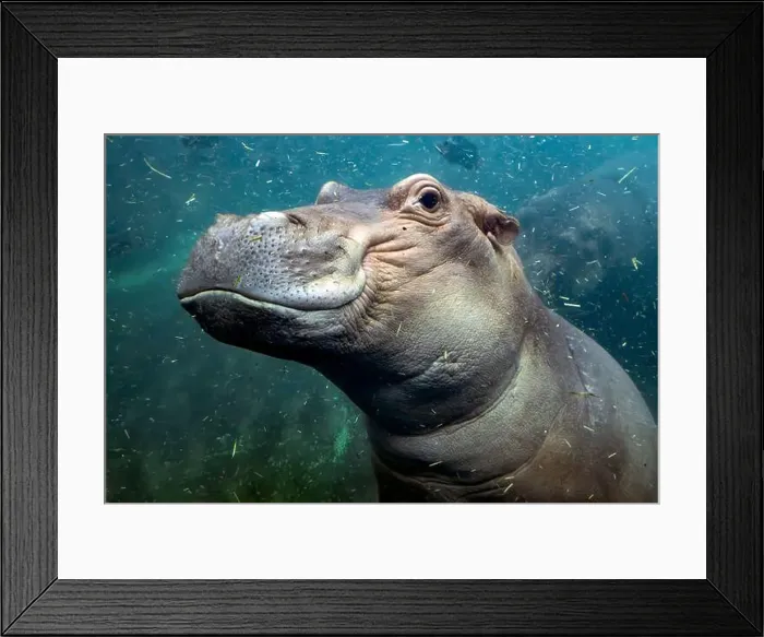Framed Print : hippopotamus underwater hippo swimming close up looking at you Framed Print : hippopotamus underwater hippo swimming close up looking at you
