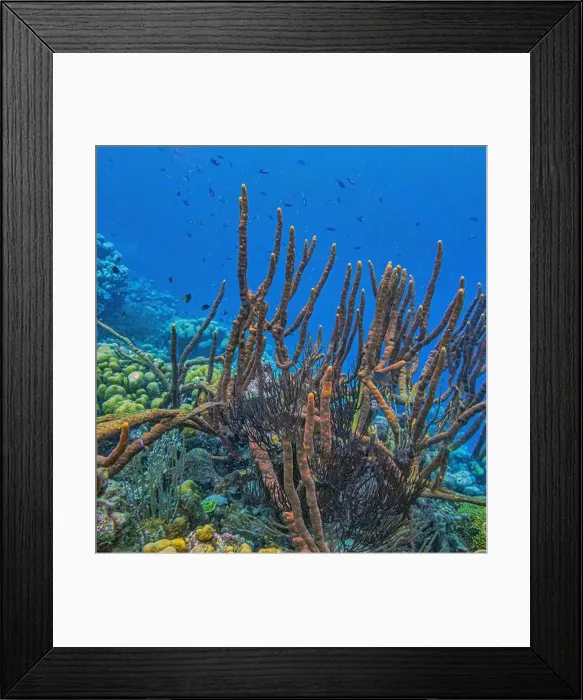 Framed Print : Amphimedon compressa, the erect rope sponge, red tree sponge, red tubular sponge, or red sponge is a demosponge Framed Print : Amphimedon compressa, the erect rope sponge, red tree sponge, red tubular sponge, or red sponge is a demosponge
