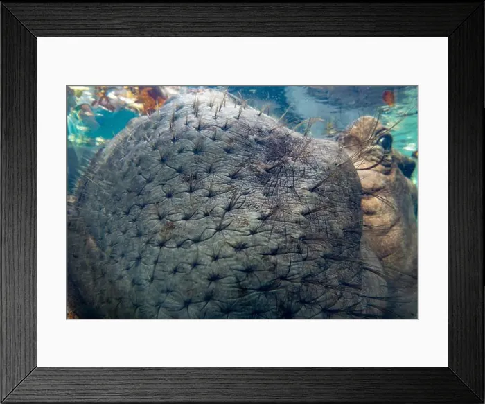 Framed Print : hippopotamus underwater hippo swimming close up looking at you