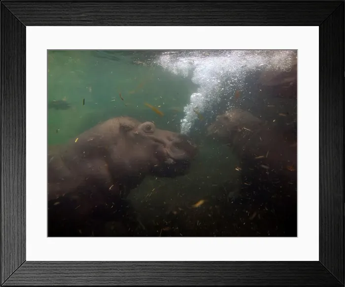 Framed Print : baby and adult playing hippopotamus underwater hippo swimming close up looking at you Framed Print : baby and adult playing hippopotamus underwater hippo swimming close up looking at you