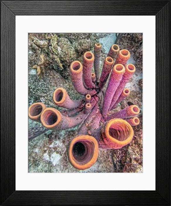 Framed Print : Callyspongia, Cladochalina, aculeata Framed Print : Callyspongia, Cladochalina, aculeata