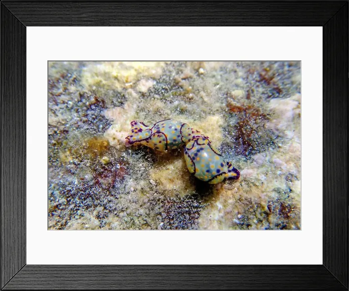 Framed Print : Colorful sea bubble snail - Haminoea cyanocaudata