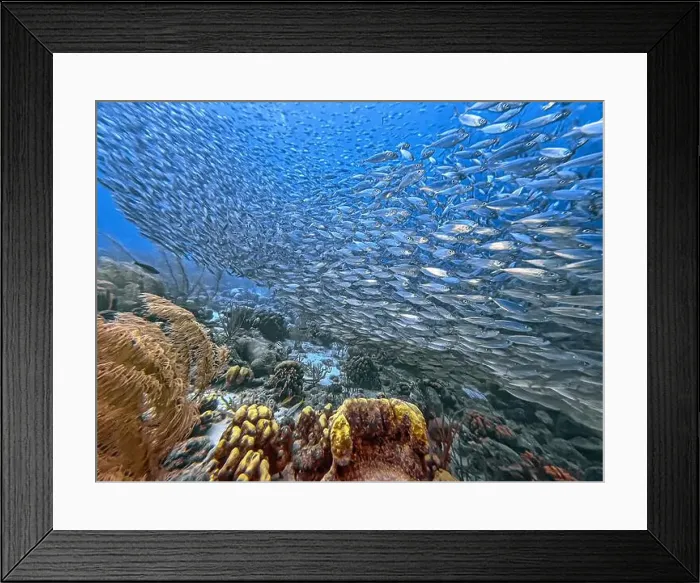 Framed Print : bait ball, or baitball of Jacks off the coast of the island of Bonaire Framed Print : bait ball, or baitball of Jacks off the coast of the island of Bonaire
