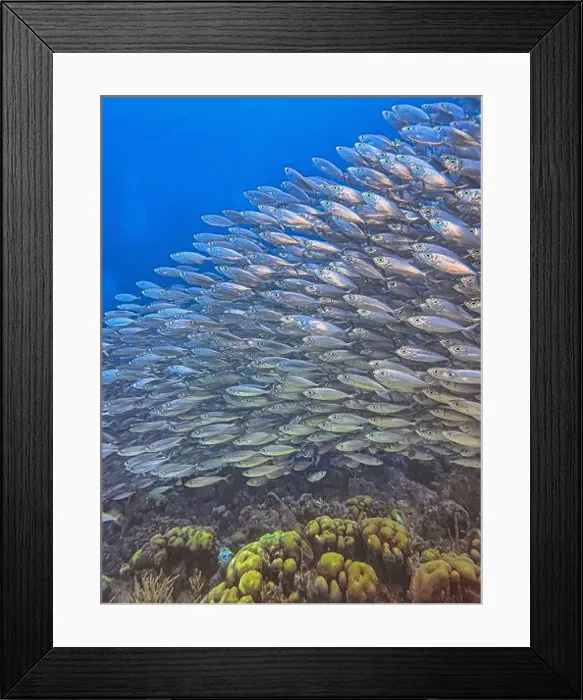 Framed Print : bait ball, or baitball of Jacks off the coast of the island of Bonaire Framed Print : bait ball, or baitball of Jacks off the coast of the island of Bonaire
