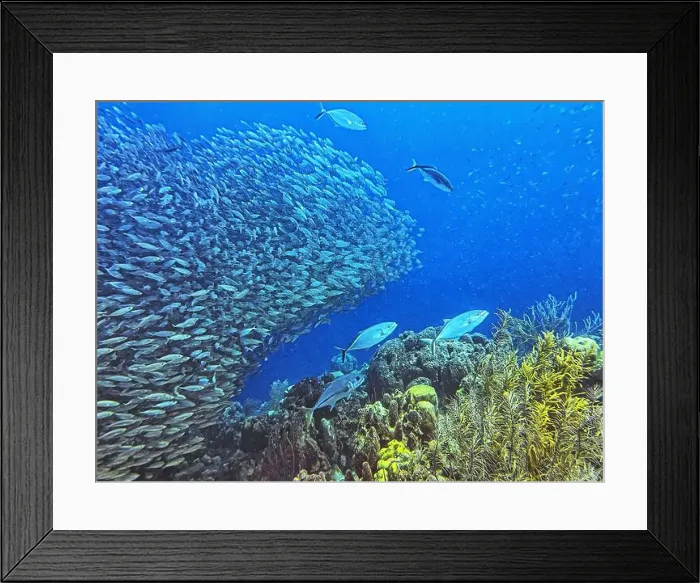 Framed Print : bait ball, or baitball of Jacks off the coast of the island of Bonaire Framed Print : bait ball, or baitball of Jacks off the coast of the island of Bonaire