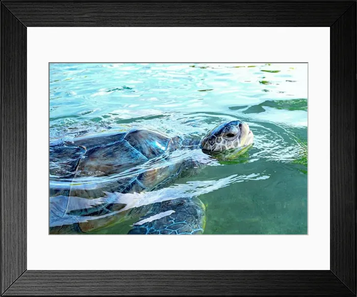 Framed Print : Close up of a Green Sea Turtle (Chelonia mydas) surfacing in the water Framed Print : Close up of a Green Sea Turtle (Chelonia mydas) surfacing in the water