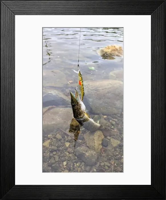 Framed Print : Fish pike caught on lure and fishing rod in Corrib river at Galway Framed Print : Fish pike caught on lure and fishing rod in Corrib river at Galway