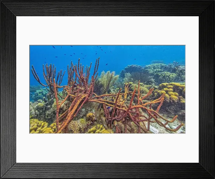 Framed Print : Caribbean coral reef off the coast of the island of Bonaire Framed Print : Caribbean coral reef off the coast of the island of Bonaire